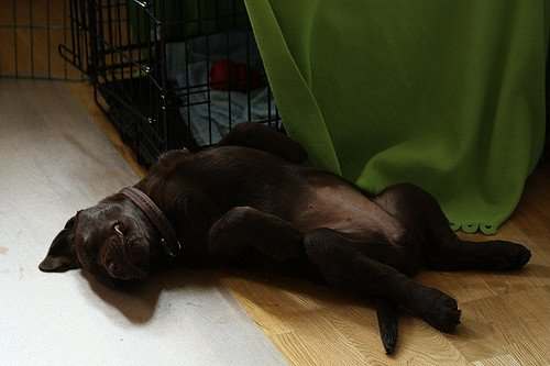 Dogs are social animals and will sleep better if close to their family.