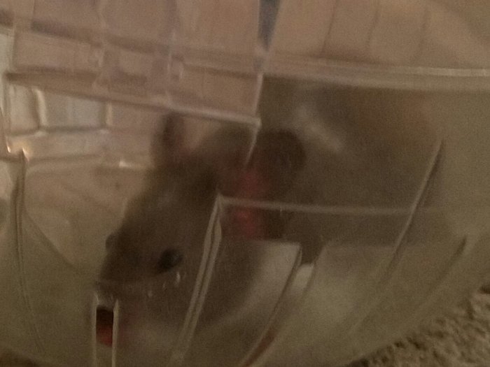 I've loved playing with my hamster, Rumi, and watching him roll around our home.