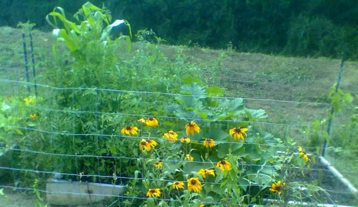 At our house, we grow our own fruits and vegetables, and eat them straight from the plants they grow on.