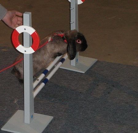 Being trainable is a good dog-like quality that many animals have.