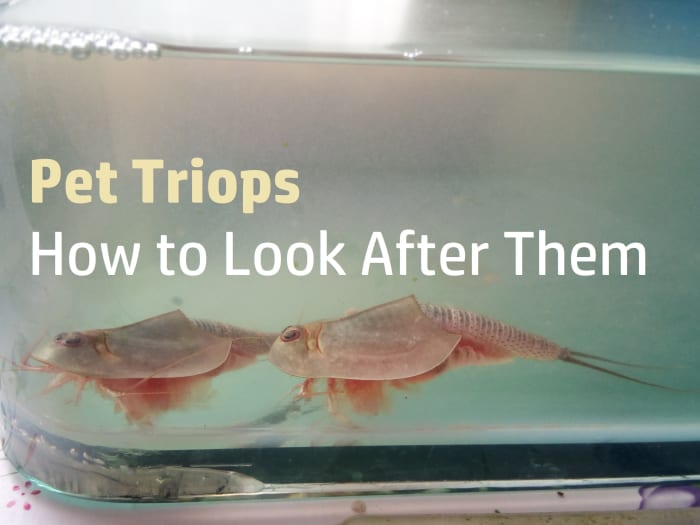 Triops Facts and How to Raise Pet Triops - PetHelpful - By fellow