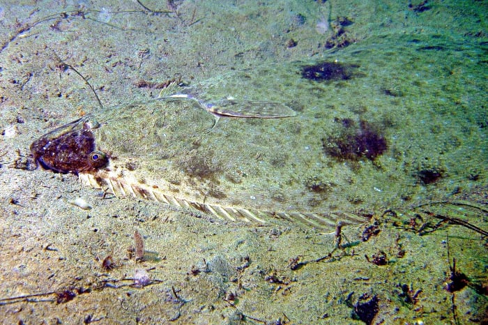 A partially camouflaged California halibut