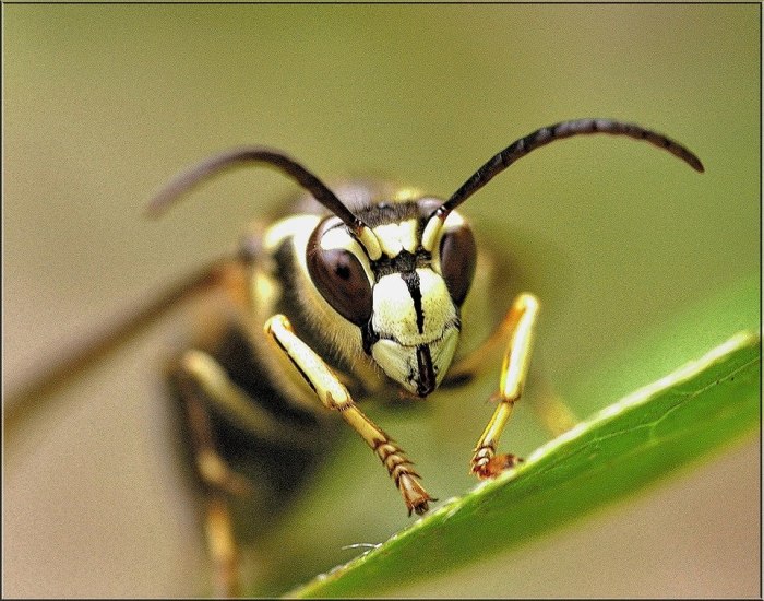 A bald-faced hornet (Dolichovespula maculata). As confusing as it is because of the name, this "hornet" is actually a yellowjacket. It has ivory-white markings on the face, thorax, legs and abdomen.