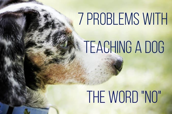 We use words to communicate with our dogs without evaluating whether or not the words can be understood.