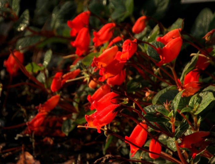 Jubilee two-stepped on tulips and other flowers like these when she arrived on Earth.