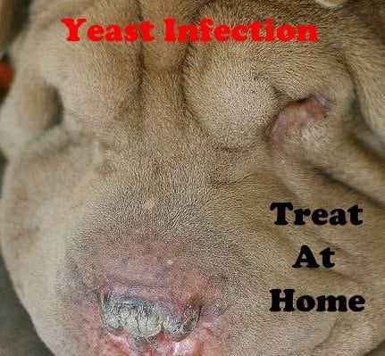 A yeast infection can be treated at home without going to the vet.