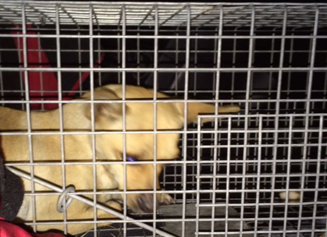 A stray dog rests in his cage after being rescued from the streets of a San Francisco suburb. The dog was being fostered by one of its rescuers.