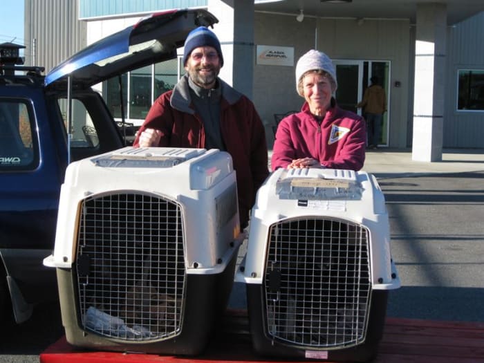 Selecting large dog carriers.