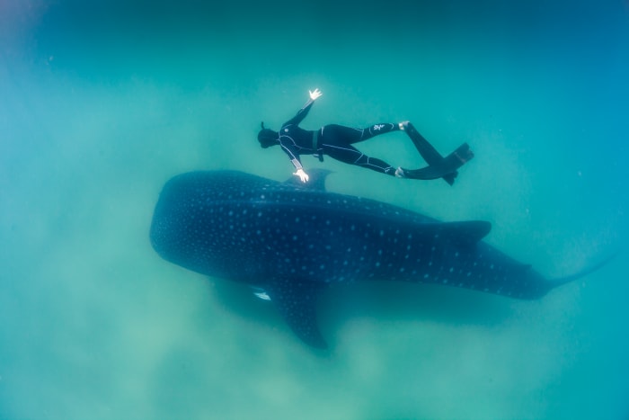 The whale shark is the world's biggest fish. Like its huge namesakes, it lives on a diet of plankton.