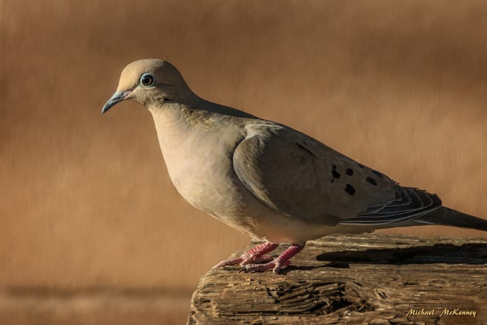 This mourning dove is one of a family of four that actually live in our front yard. When we moved into our house, three of them were babies that got accustomed to me being out in the yard and didn't fly until I got within a few inches of them.