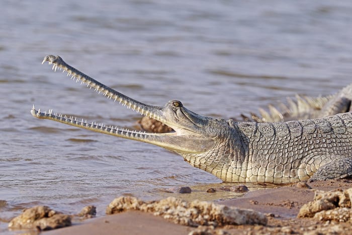A female gharial in India