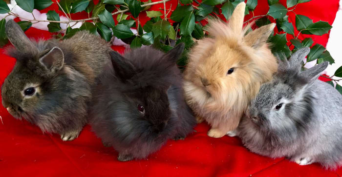 Rabbit breeders breed rabbits at other times besides just Easter. These guys are Lionhead Rabbits that I sold last year at Christmas time.