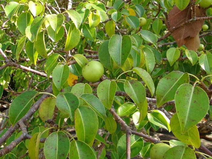 The Manchineel Tree - Owlcation