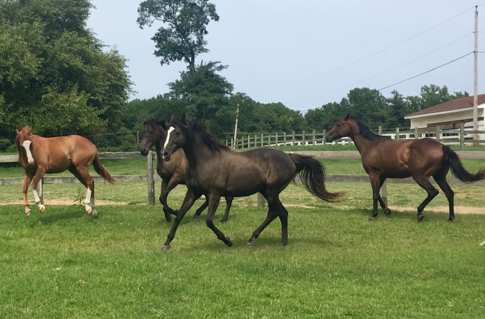 Zoe is the horse closest to the camera. Notice how far forward her hind legs push underneath of her at the trot. This is what causes the rising and falling of their backs that makes them feel bouncy to riders. This is why we learn to post!