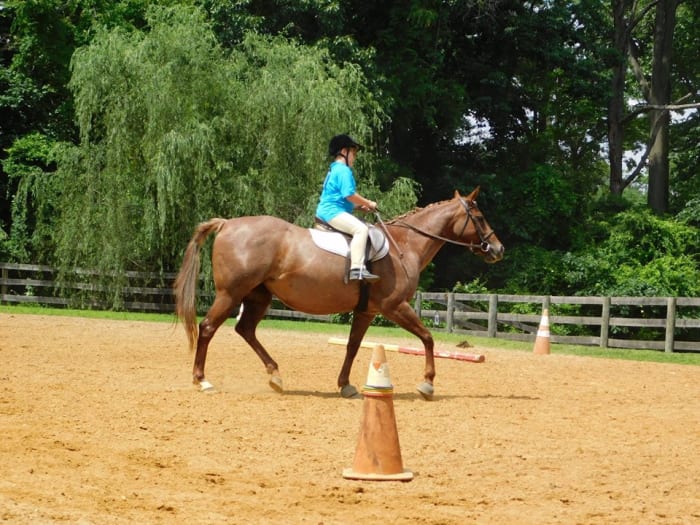 Learning to trot is an exciting time for new riders. We want to make sure that the process of learning about diagonals is straight forward and that they don't get frustrated.