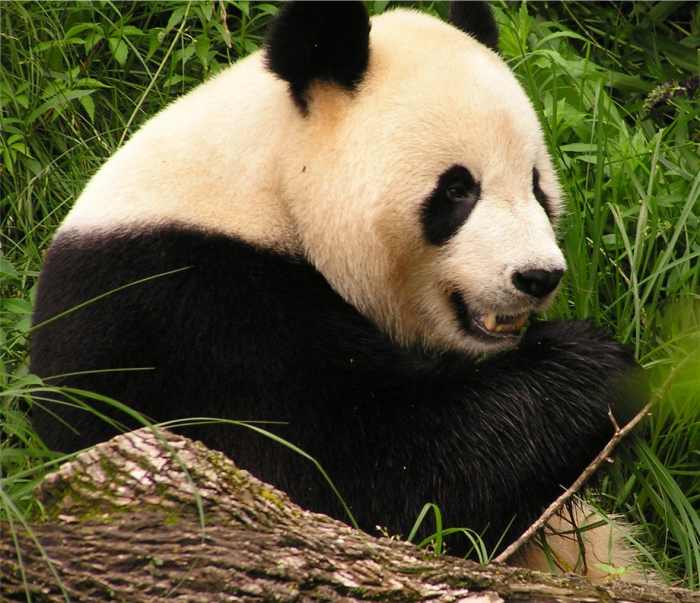 top-10-facts-about-giant-pandas