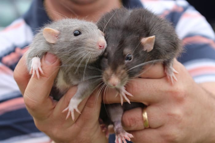 Just look at these cute and cuddly rats. Aren't they lovely? And they are annoying.