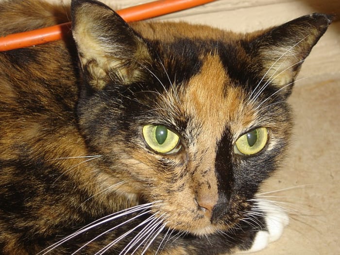 Female cat with late-stage hepatic lipidosis demonstrating jaundice. Note the yellow ears and third eyelids.