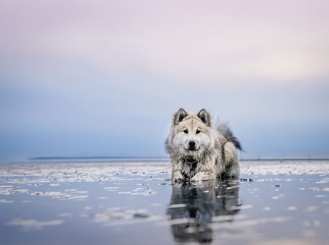 tips-to-keep-your-dog-safe-at-the-beach