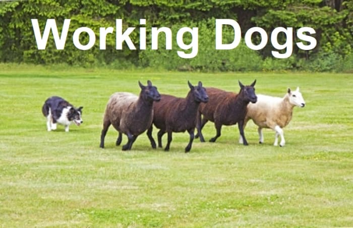 Dogs and humans have worked together for over 15,000 years