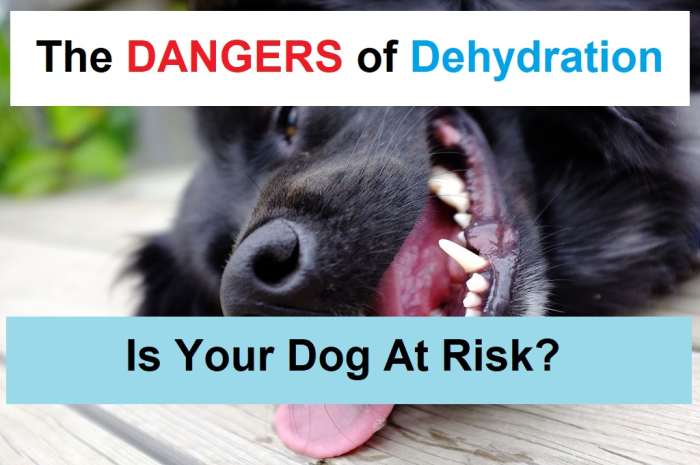 If a dog becomes dehydrated, he is at risk of long-term injury or even death.