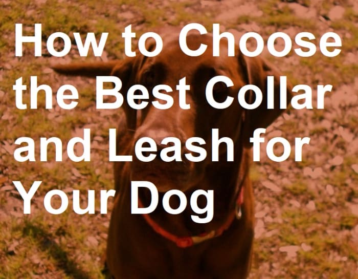 How to choose the best collar and leash for your dog