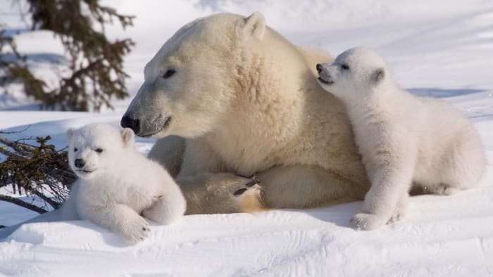 This mother polar bear and her two cubs look as if they would welcome your hugs with open paws...but make no mistake, this mother will protect her young with her life. Polar bear cubs are born in winter in the mother's hide-out in the snow.