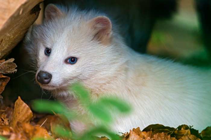 Raccoon dogs are charismatic canids that are surging in popularity thanks to internet virility.