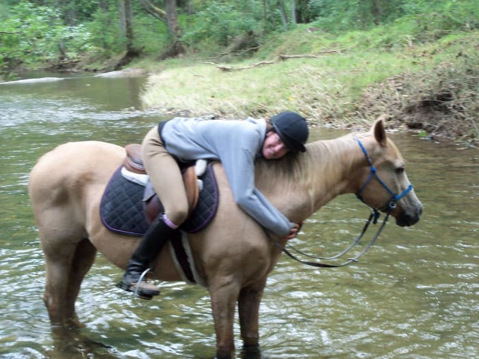 This is Cory, he worked lightly until he passed away at the age of 30. One of the best lesson horses ever!