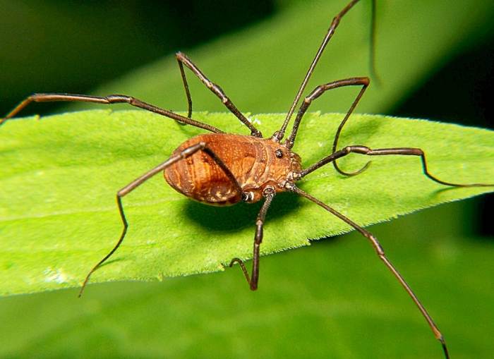 42 Facts About Harvestmen or Daddy Longlegs That May Surprise You