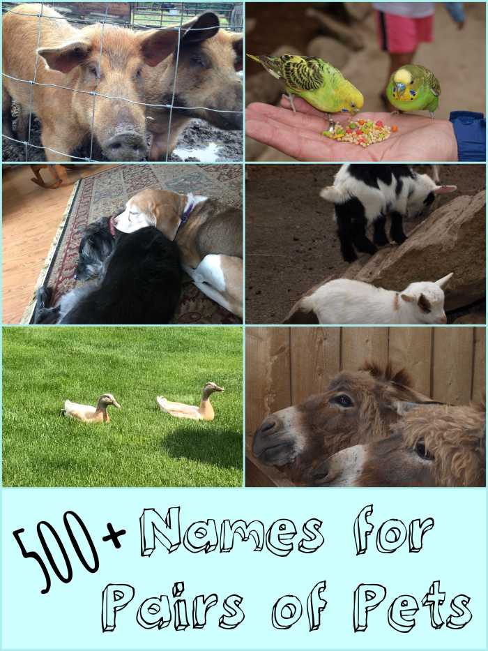 If you have a new pair of pets and they don't have names yet, then you need this list. There are over 500 names to choose from!