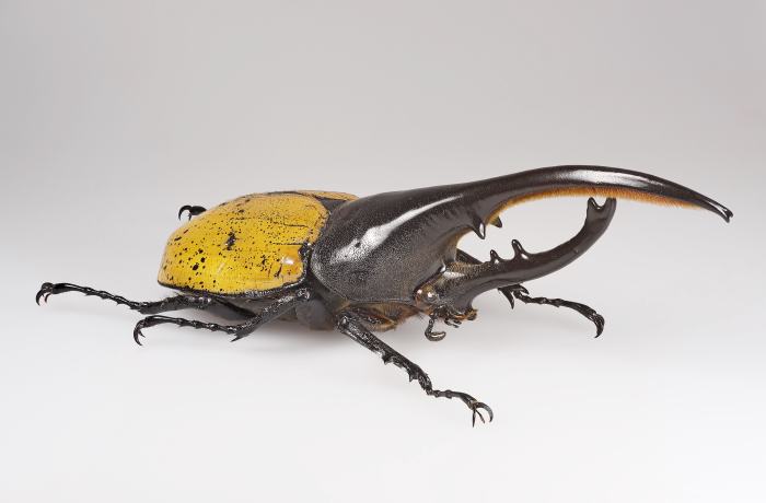A male Hercules beetle in a museum
