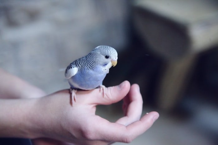 hoe-maak-een-budgie-leven-langer-langer