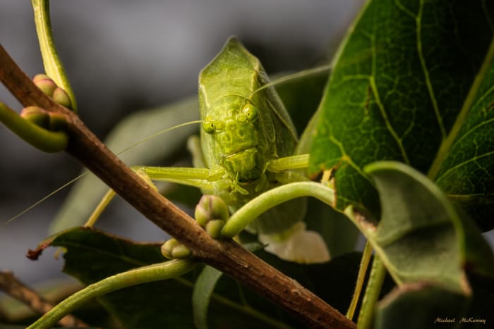 A female Katydid making her way through the leaves of a plant. She is a master at camouflage and if is very hard to find her among the leaves.