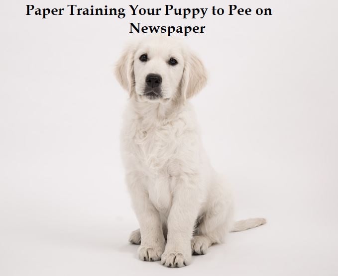Ci sono alcuni pro e contro per la formazione di carta il vostro cucciolo a fare pipì sul giornale. È importante valutarli per determinare se la formazione su carta è il metodo giusto per te.