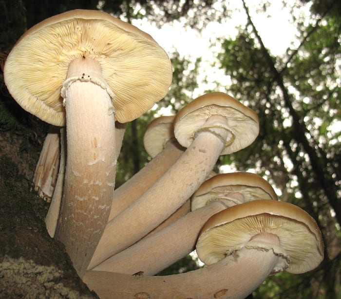 humongous-fungus-the-largest-living-thing-on-earth-owlcation-education