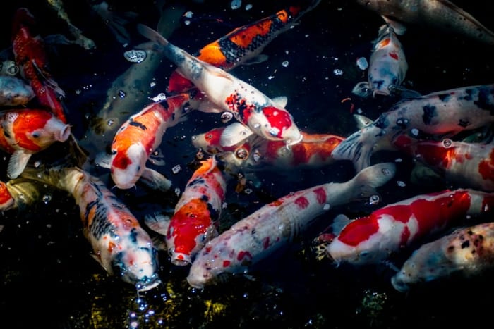 Are you new to keeping koi and still learning the lingo? Get help with the words used to describe their bodies, their colouration and more.