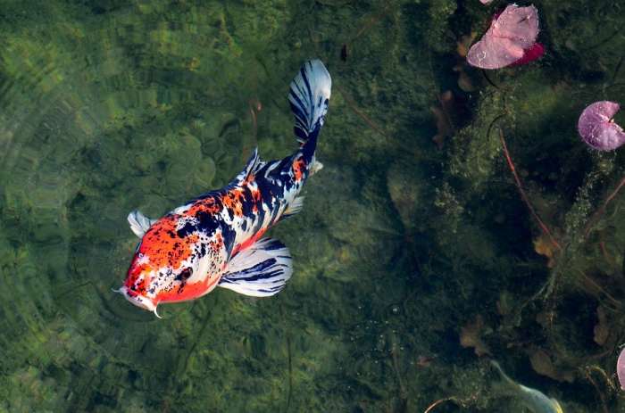 If you're breeding koi, you'll need a quarantine tub to help keep them safe. Learn all about the purpose of this tub and how to use it.