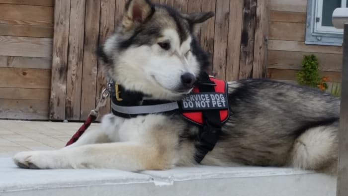 breed-specific-training-for-malamutes