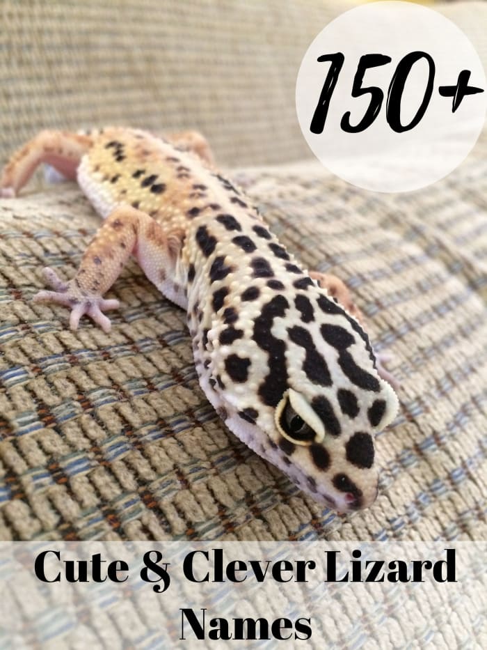 With over 150 to choose from, you'll be sure to find that perfect name for your new pet lizard.
