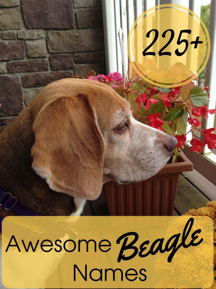 Find the perfect name for your new beagle buddy in this list with over 225 to choose from.