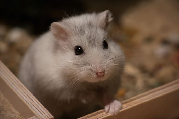 cages et jouets pour hamsters