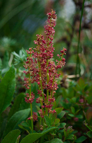 Sheep Sorrel Flowers, Danali National Park and Preserve