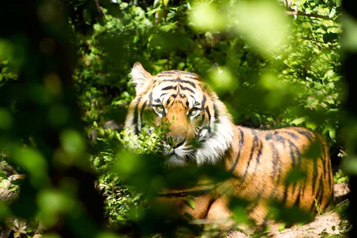 As its name suggest, this stone is associated with a tiger's eyes. It was thought to be a source of protection against evil and ill-wishing.
