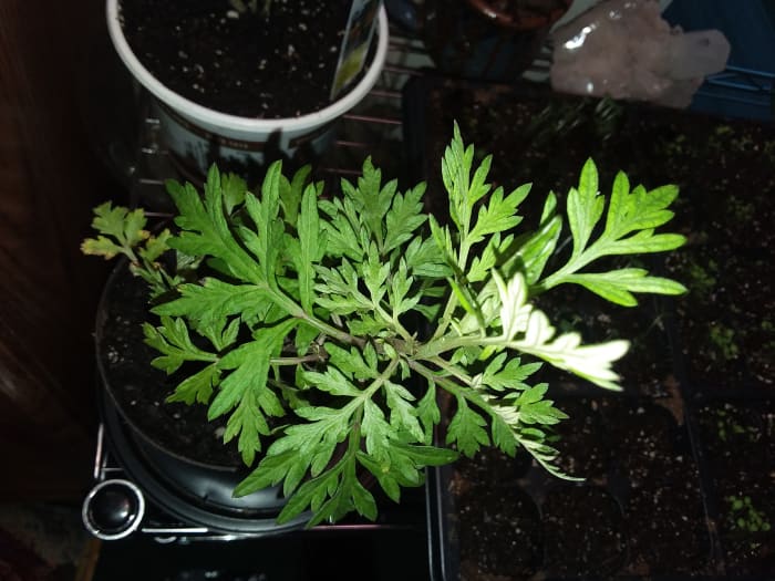 A fine specimen of the lovely plant: Mugwort! Her age is just around a few months...