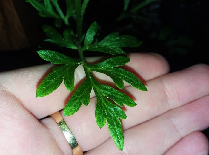 The leaf is green atop but undernweath a gossamer of a silvery-white sheen, in tiny hairs is seen.