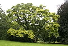Huang bai, Phellodendron amurense, is harvested from trees at 10 years of age. This beauty is 150 years old.