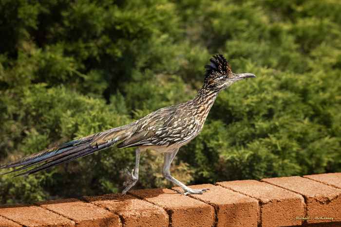 This is one of the roadrunners that visits our backyard on a daily run for lizards, of which we have plenty. The day this picture was taken, he spent about 10 minutes checking out every corner of our yard. What focus!