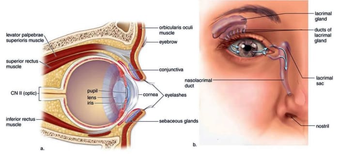 The lacrimal gland, lacrimal sac, and nasolacrimal duct. The sebaceous (meiboman glands) are also seen in the diagram on the left.