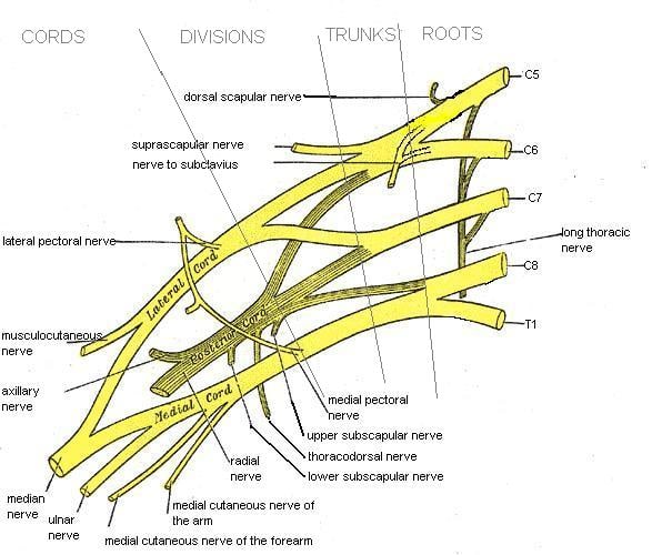 Diagram shows the brachial plexus - note the combinations and divisions that end up becoming the nerves of the shoulder, arm and hand.